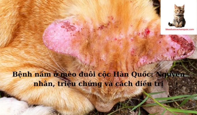 Bệnh nấm ở mèo đuôi cộc Hàn Quốc: Nguyên nhân, triệu chứng và cách điều trị