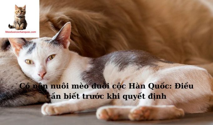 Có nên nuôi mèo đuôi cộc Hàn Quốc: Điều cần biết trước khi quyết định