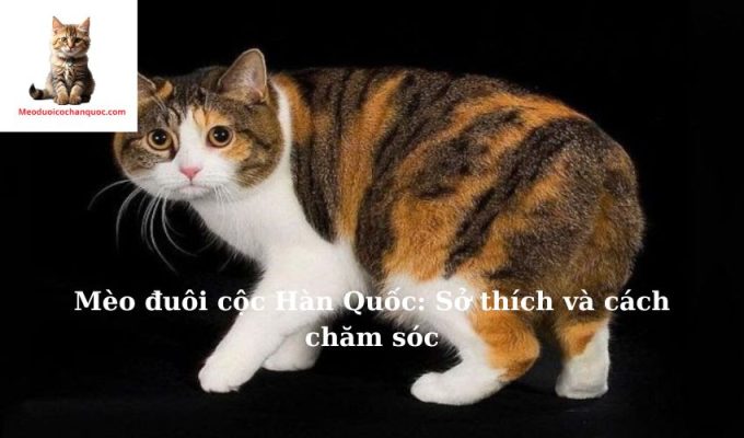 Mèo đuôi cộc Hàn Quốc: Sở thích và cách chăm sóc