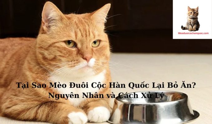 Tại Sao Mèo Đuôi Cộc Hàn Quốc Lại Bỏ Ăn? Nguyên Nhân và Cách Xử Lý