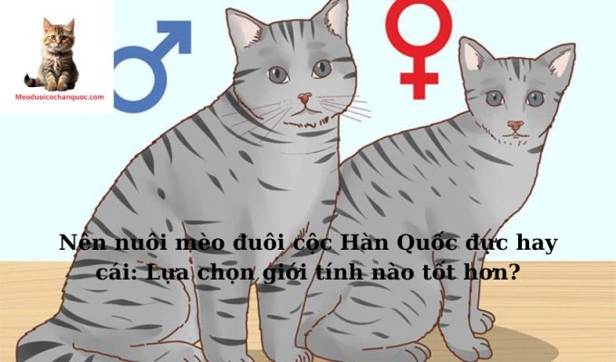 Nên nuôi mèo đuôi cộc Hàn Quốc đực hay cái: Lựa chọn giới tính nào tốt hơn?