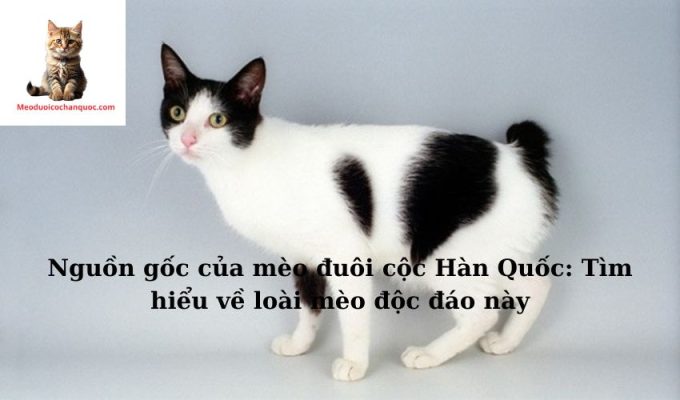 Nguồn gốc của mèo đuôi cộc Hàn Quốc: Tìm hiểu về loài mèo độc đáo này