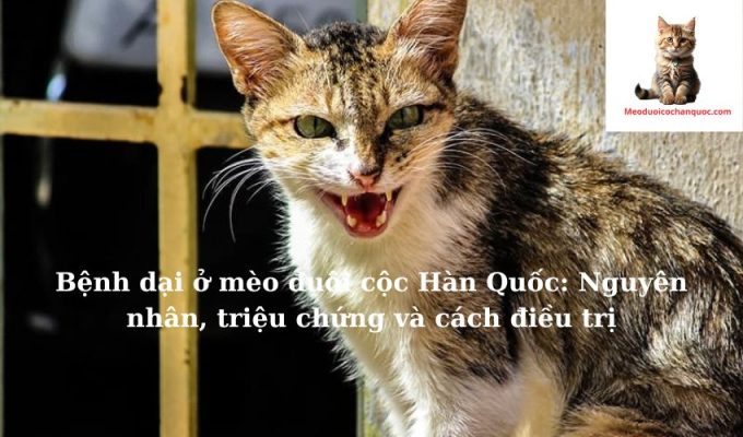 Bệnh dại ở mèo đuôi cộc Hàn Quốc: Nguyên nhân, triệu chứng và cách điều trị