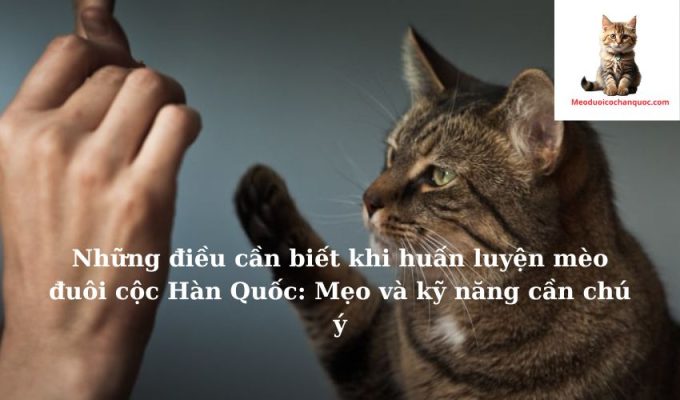 Những điều cần biết khi huấn luyện mèo đuôi cộc Hàn Quốc: Mẹo và kỹ năng cần chú ý