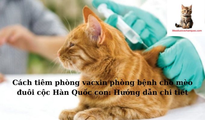 Cách tiêm phòng vacxin phòng bệnh cho mèo đuôi cộc Hàn Quốc con: Hướng dẫn chi tiết