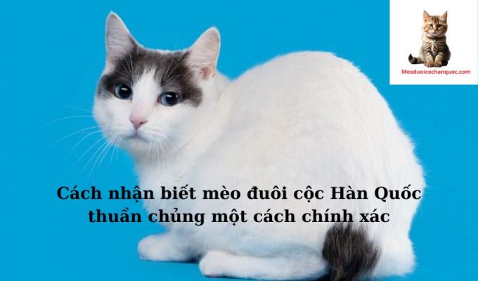 Cách nhận biết mèo đuôi cộc Hàn Quốc thuần chủng một cách chính xác