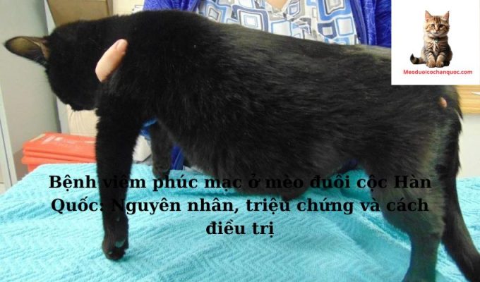 Bệnh viêm phúc mạc ở mèo đuôi cộc Hàn Quốc: Nguyên nhân, triệu chứng và cách điều trị