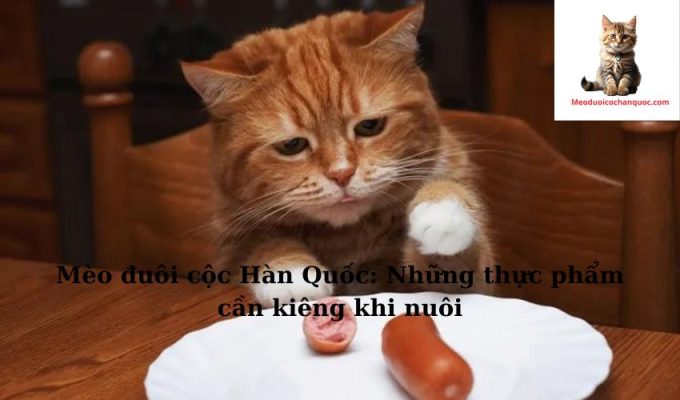 Mèo đuôi cộc Hàn Quốc: Những thực phẩm cần kiêng khi nuôi