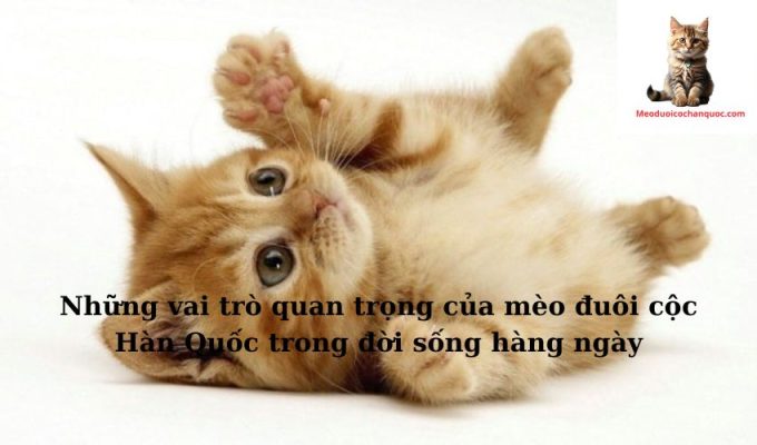 Những vai trò quan trọng của mèo đuôi cộc Hàn Quốc trong đời sống hàng ngày