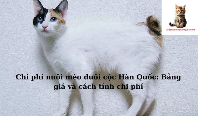 Chi phí nuôi mèo đuôi cộc Hàn Quốc: Bảng giá và cách tính chi phí