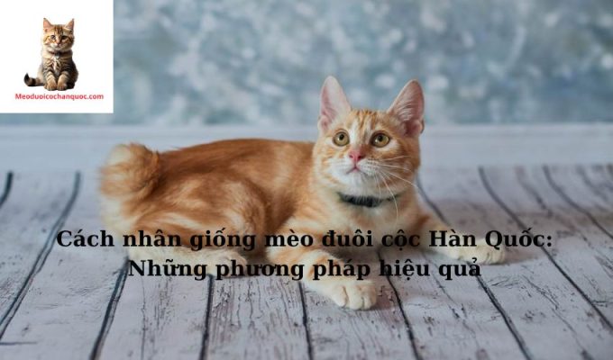 Cách nhân giống mèo đuôi cộc Hàn Quốc: Những phương pháp hiệu quả