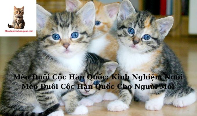 Mèo Đuôi Cộc Hàn Quốc: Kinh Nghiệm Nuôi Mèo Đuôi Cộc Hàn Quốc Cho Người Mới