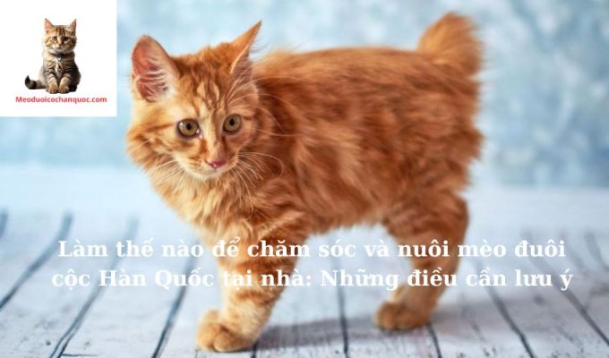 Làm thế nào để chăm sóc và nuôi mèo đuôi cộc Hàn Quốc tại nhà: Những điều cần lưu ý