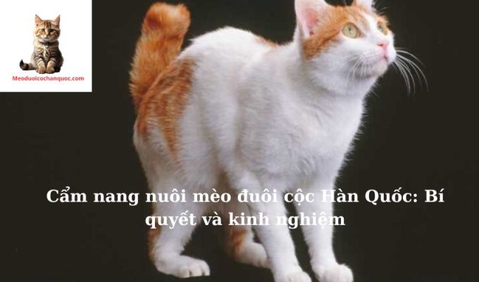 Cẩm nang nuôi mèo đuôi cộc Hàn Quốc: Bí quyết và kinh nghiệm