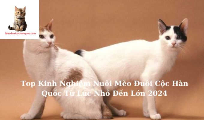 Top Kinh Nghiệm Nuôi Mèo Đuôi Cộc Hàn Quốc Từ Lúc Nhỏ Đến Lớn 2024