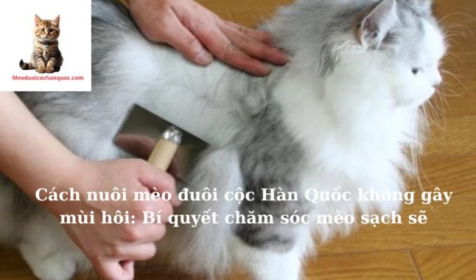 Cách nuôi mèo đuôi cộc Hàn Quốc không gây mùi hôi: Bí quyết chăm sóc mèo sạch sẽ