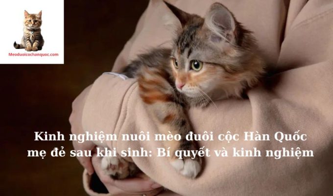 Kinh nghiệm nuôi mèo đuôi cộc Hàn Quốc mẹ đẻ sau khi sinh: Bí quyết và kinh nghiệm