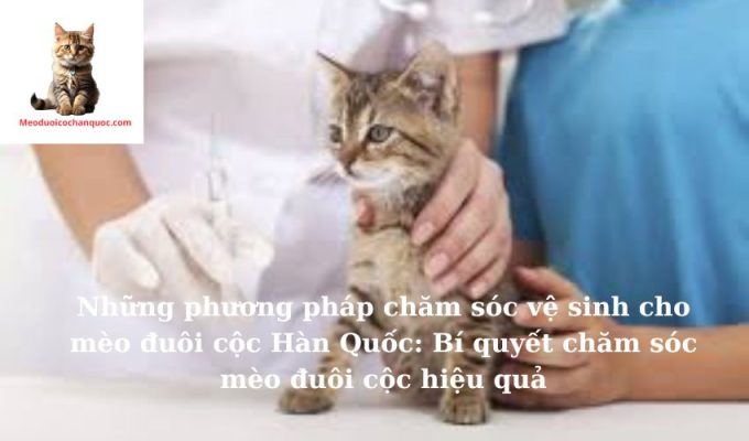 Những phương pháp chăm sóc vệ sinh cho mèo đuôi cộc Hàn Quốc: Bí quyết chăm sóc mèo đuôi cộc hiệu quả