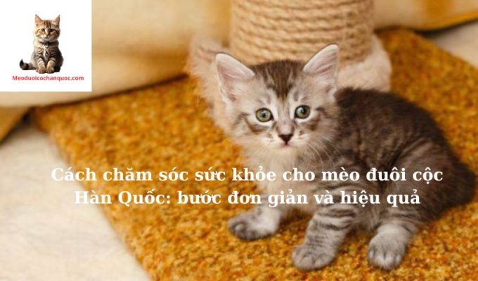 Cách chăm sóc sức khỏe cho mèo đuôi cộc Hàn Quốc: bước đơn giản và hiệu quả