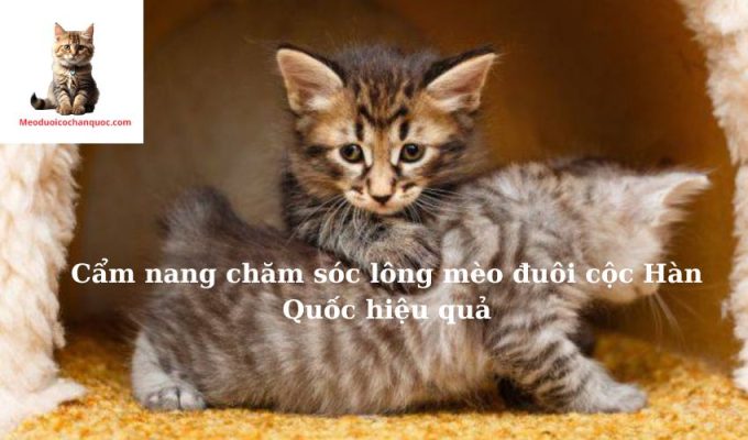 Cẩm nang chăm sóc lông mèo đuôi cộc Hàn Quốc hiệu quả