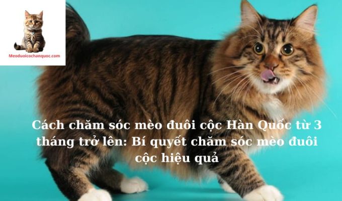 Cách chăm sóc mèo đuôi cộc Hàn Quốc từ 3 tháng trở lên: Bí quyết chăm sóc mèo đuôi cộc hiệu quả