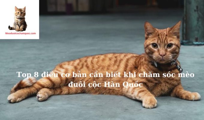 Top 8 điều cơ bản cần biết khi chăm sóc mèo đuôi cộc Hàn Quốc