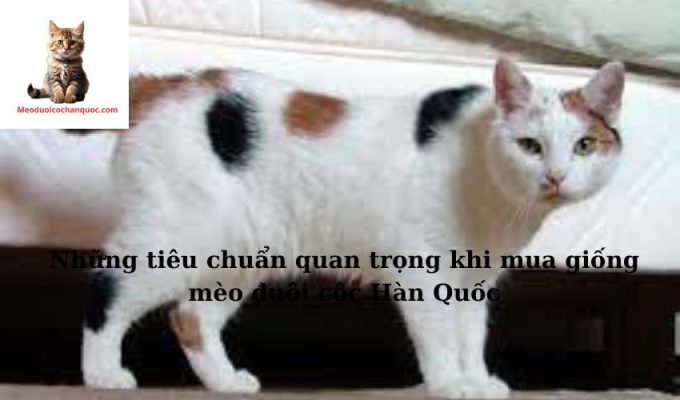 Những tiêu chuẩn quan trọng khi mua giống mèo đuôi cộc Hàn Quốc