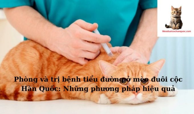 Phòng và trị bệnh tiểu đường ở mèo đuôi cộc Hàn Quốc: Những phương pháp hiệu quả