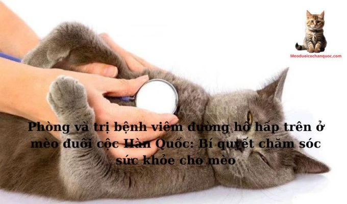 Phòng và trị bệnh viêm đường hô hấp trên ở mèo đuôi cộc Hàn Quốc: Bí quyết chăm sóc sức khỏe cho mèo