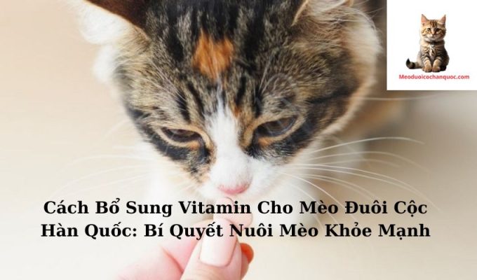 Cách Bổ Sung Vitamin Cho Mèo Đuôi Cộc Hàn Quốc: Bí Quyết Nuôi Mèo Khỏe Mạnh