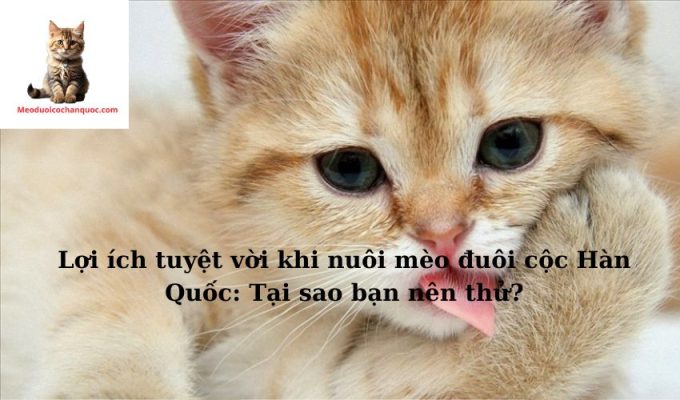 Lợi ích tuyệt vời khi nuôi mèo đuôi cộc Hàn Quốc: Tại sao bạn nên thử?