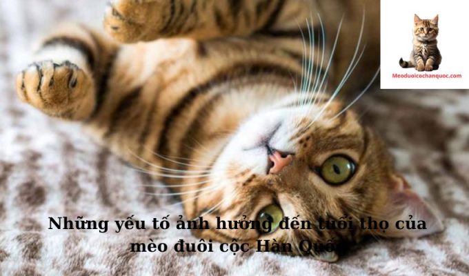 Những yếu tố ảnh hưởng đến tuổi thọ của mèo đuôi cộc Hàn Quốc