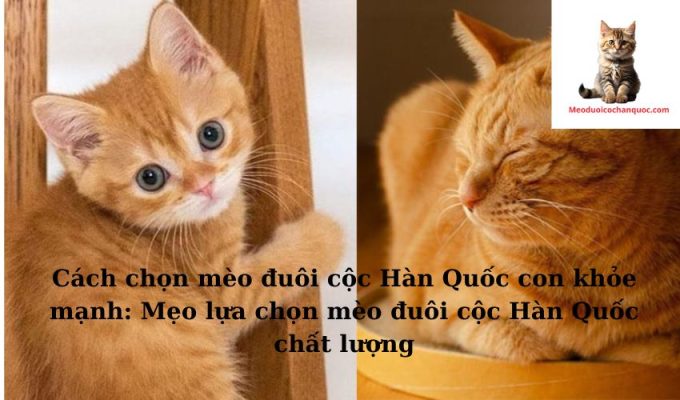 Cách chọn mèo đuôi cộc Hàn Quốc con khỏe mạnh: Mẹo lựa chọn mèo đuôi cộc Hàn Quốc chất lượng