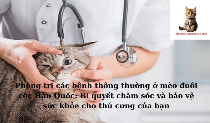 Phòng trị các bệnh thông thường ở mèo đuôi cộc Hàn Quốc: Bí quyết chăm sóc và bảo vệ sức khỏe cho thú cưng của bạn