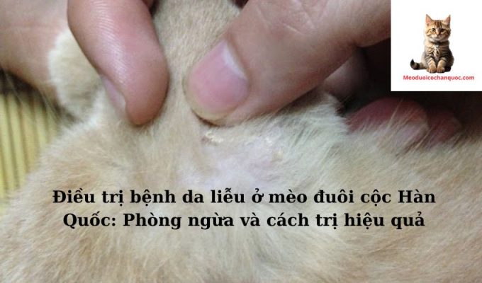 Điều trị bệnh da liễu ở mèo đuôi cộc Hàn Quốc: Phòng ngừa và cách trị hiệu quả