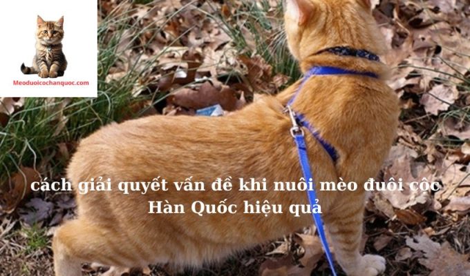 cách giải quyết vấn đề khi nuôi mèo đuôi cộc Hàn Quốc hiệu quả